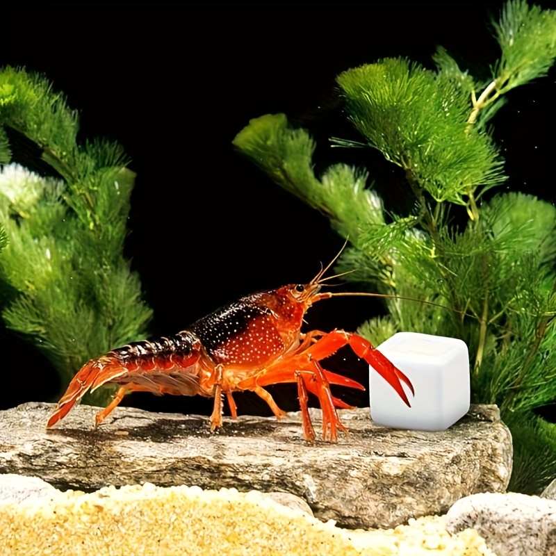 Calcium Powder Reptile - 6 pçs tanque de peixes bloco