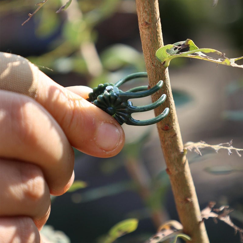 Clipes de Suporte para Plantas - Vine Climbing Plastic avaliação e preço