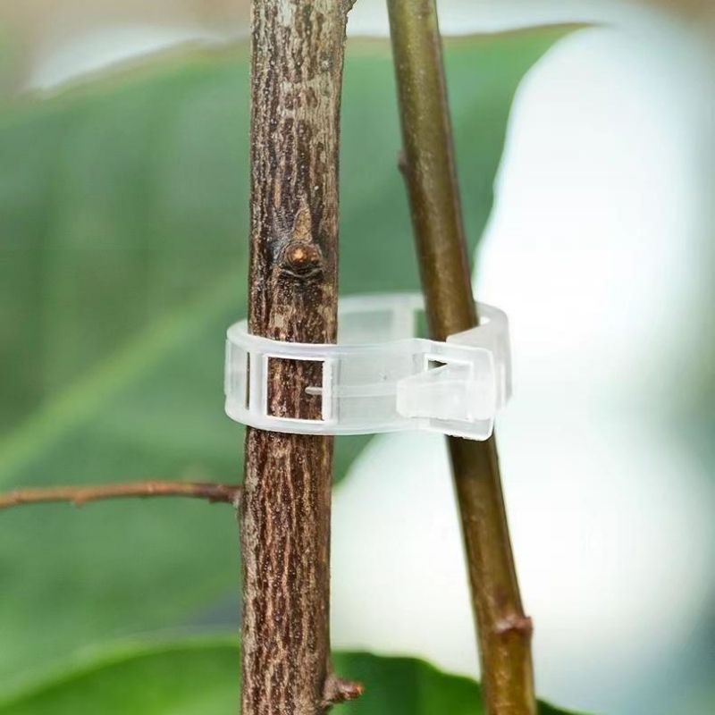 Clipes de Suporte para Plantas - Vine Climbing Plastic avaliação e preço